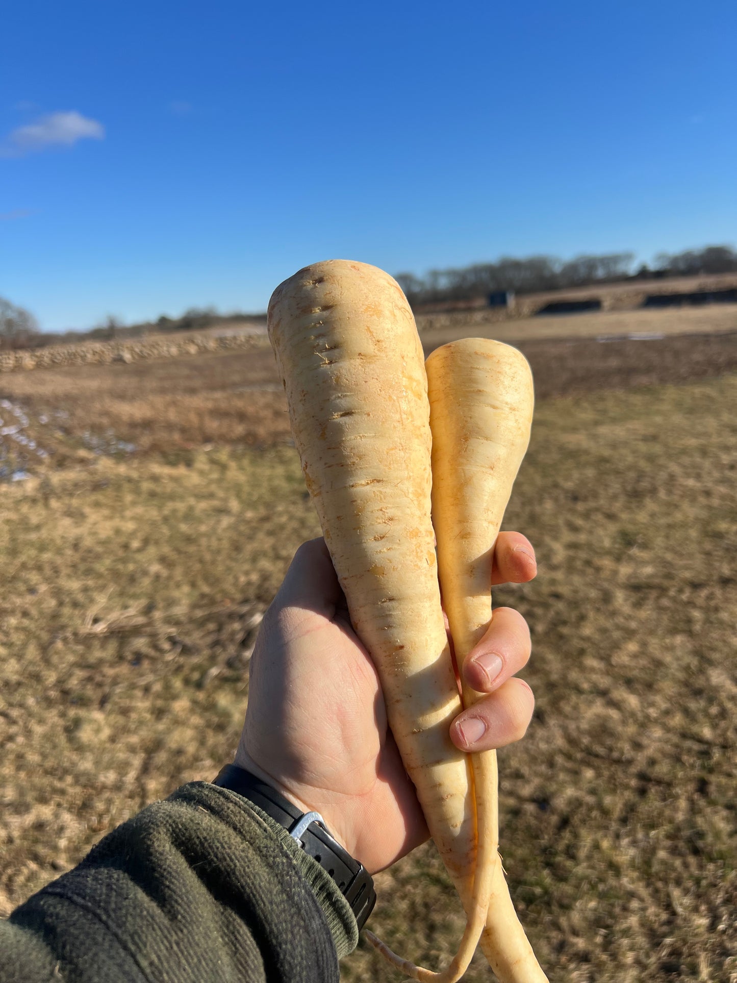 Parsnips