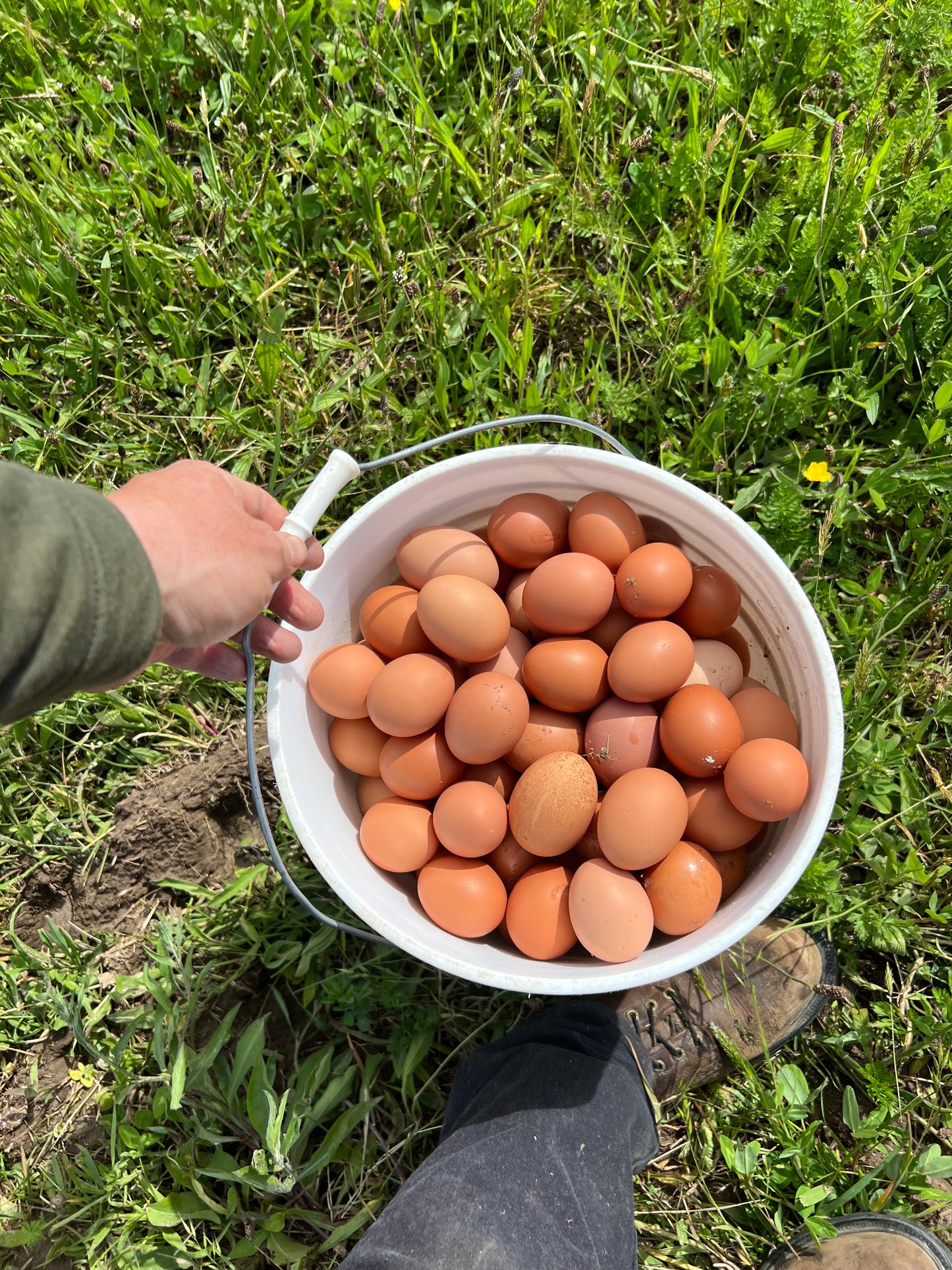 Eggs