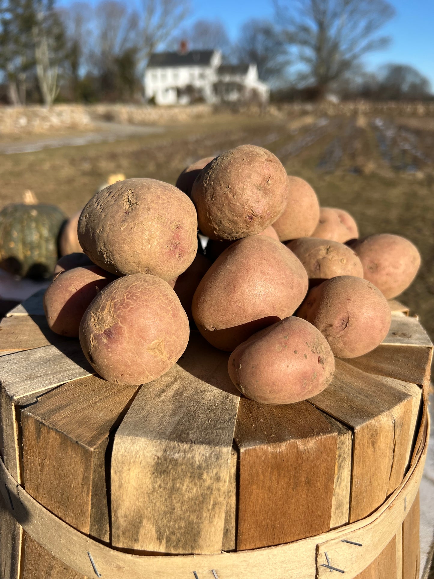 Potatoes