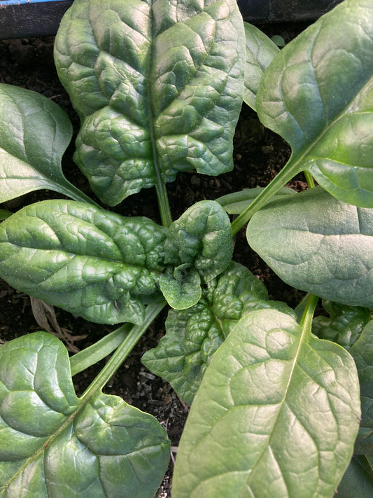 Spinach, Organic