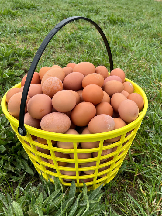 Eggs