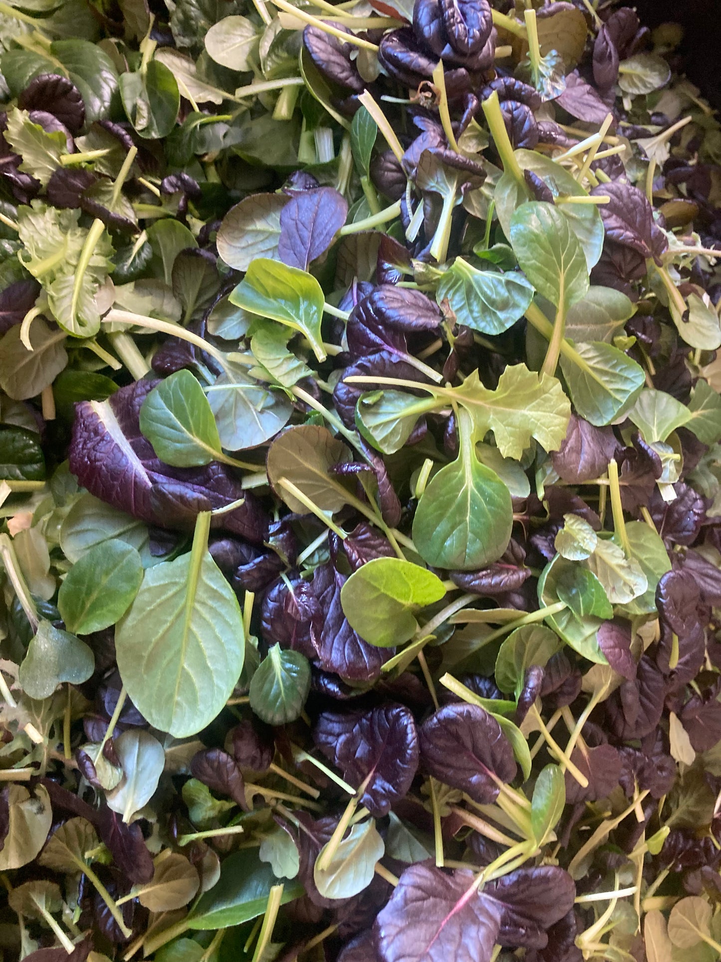 Spring Mix, Organic