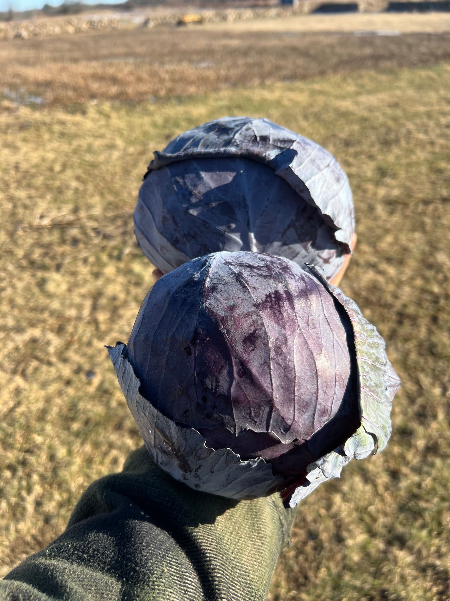 Red Cabbage