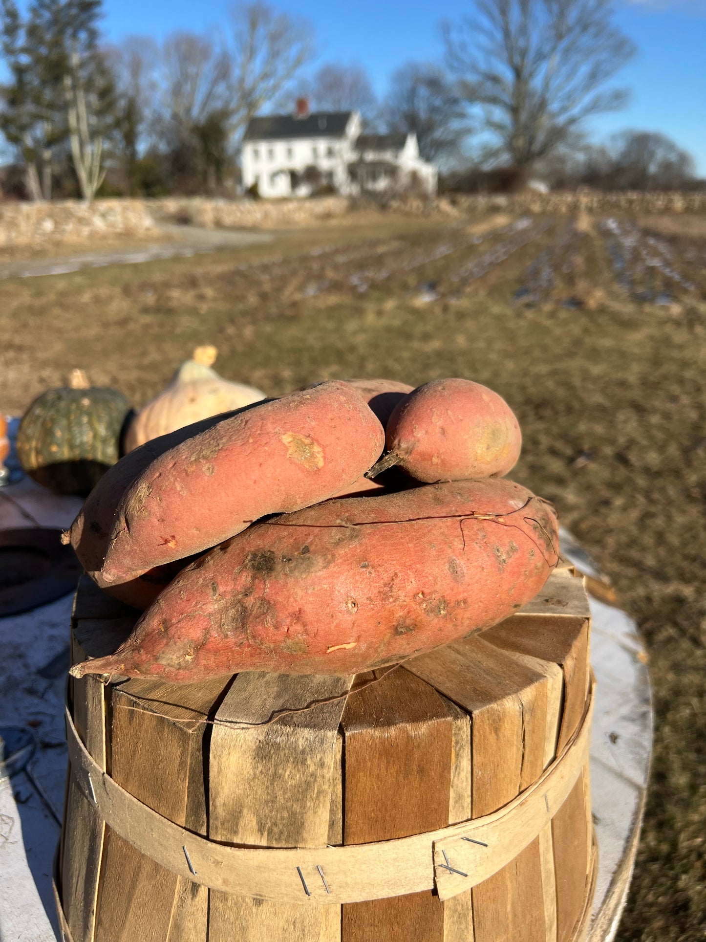 Sweet Potatoes