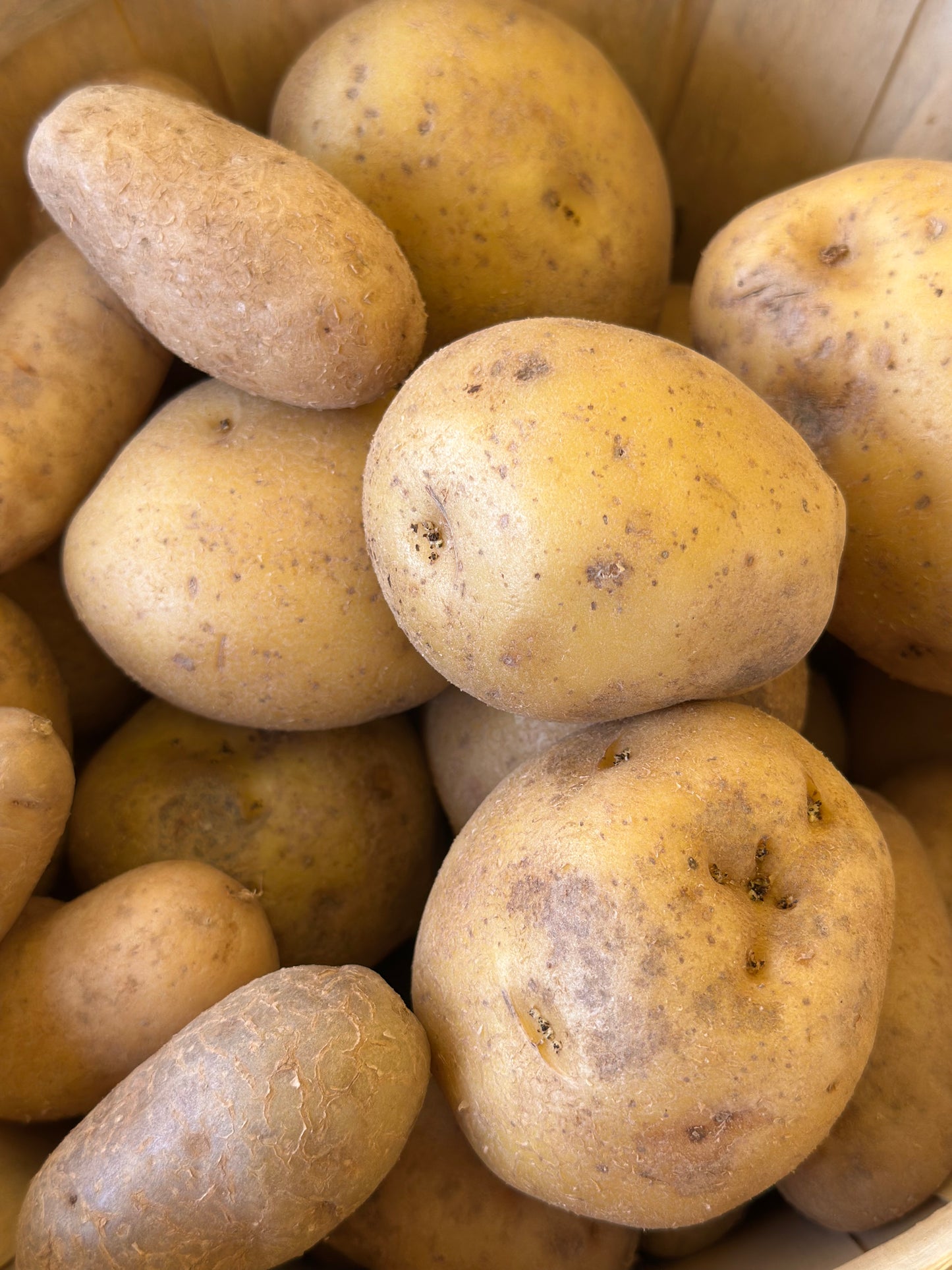 Organic Gold Potatoes 2.5 lb