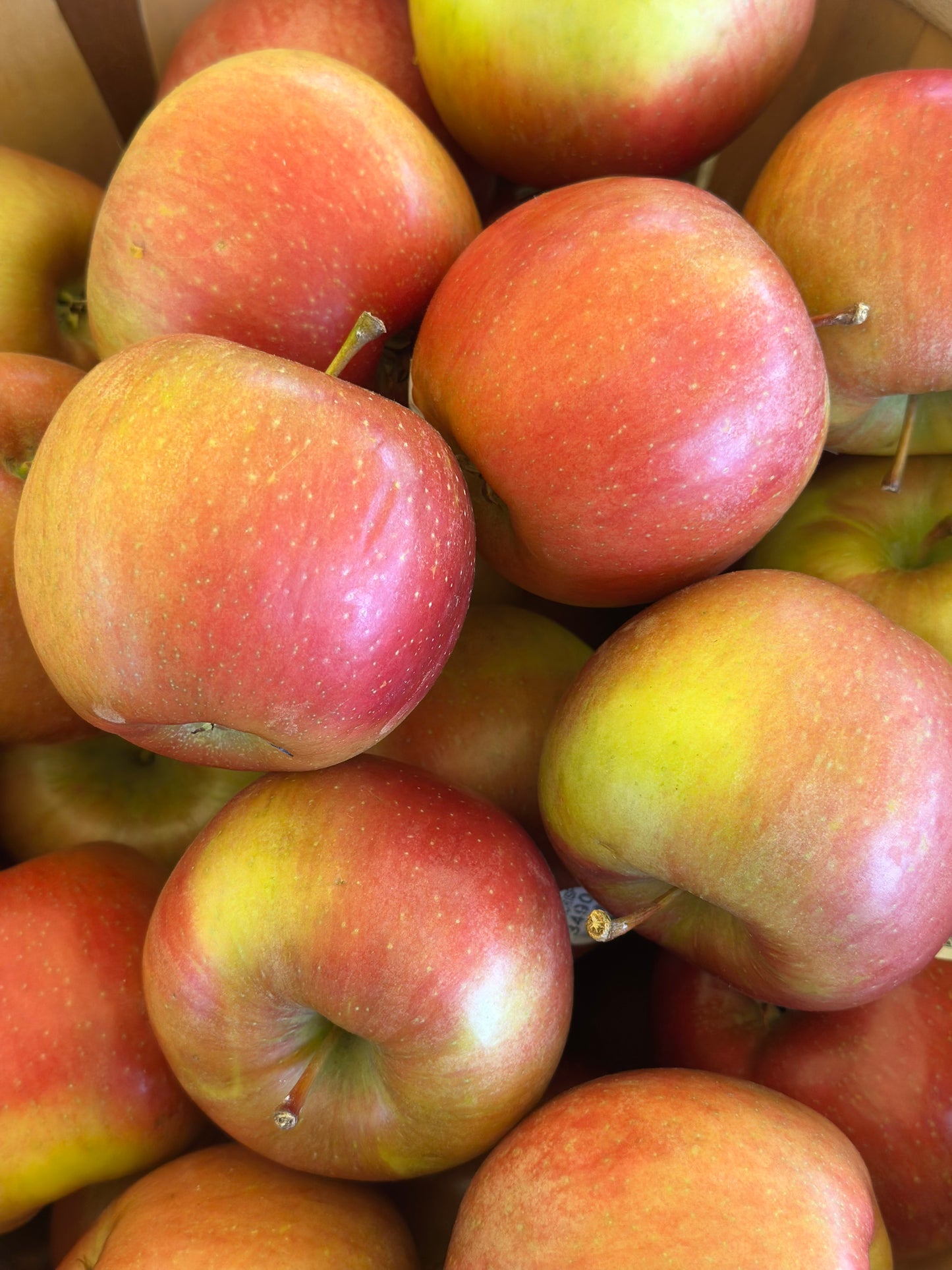 Evercrisp Apples 1lb
