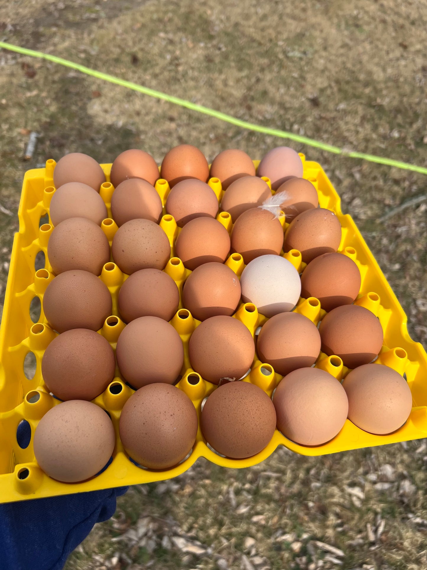 Eggs